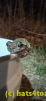 /home//u458753944/public_html/sourcegallery//Roxborough Toad Detour/2025/2025-04-19/20250419_203600.jpg